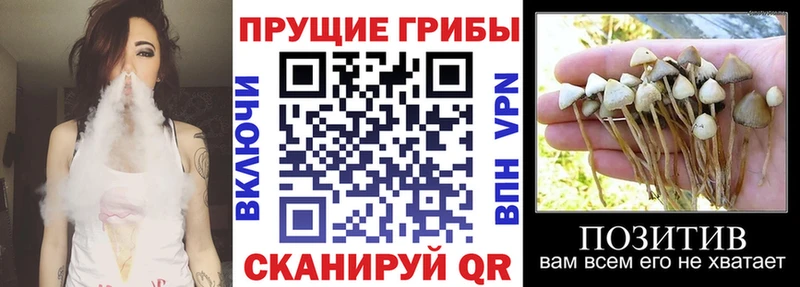 гидра онион купить сайты Дивногорск Псилоцибиновые грибы MAGIC MUSHROOMS